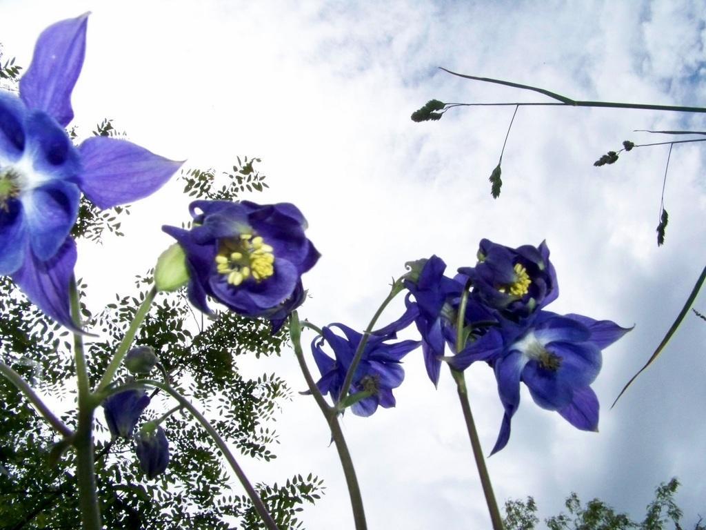 Gite Du Devez Des Bruyeres Prades  部屋 写真